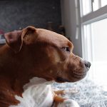 How to care for your dog in the autumnal season