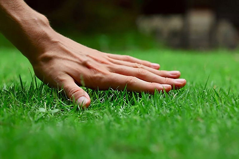 Tips for lawn maintenance