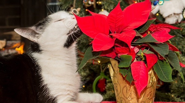 Is poinsettia poisonous to cats