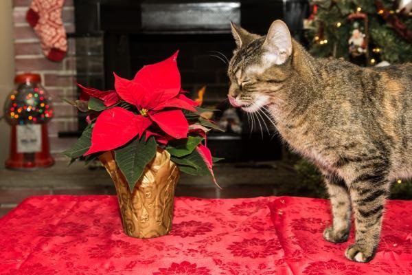 Is poinsettia poisonous to cats