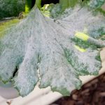 Use Baking Soda Spray to Cure Plant Fungal Problems