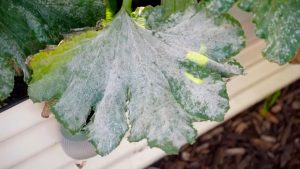 Use Baking Soda Spray to Cure Plant Fungal Problems