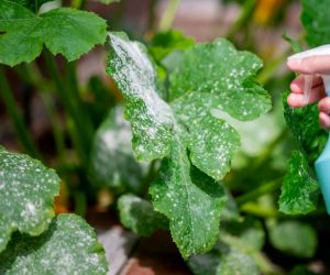 Use Baking Soda Spray to Cure Plant Fungal Problems