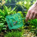 Person using a fine-mesh net inside a planted freshwater aquarium.