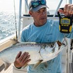 Fisherman uses a digital fish scale to weigh a large saltwater catch on a boat.