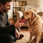 A man gives a durable rubber chew toy to a Golden Retriever indoors.